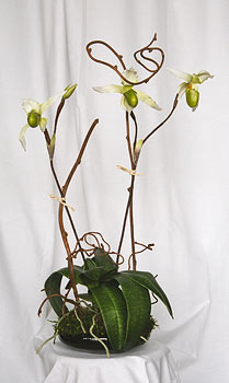 Silk Orchid Plant