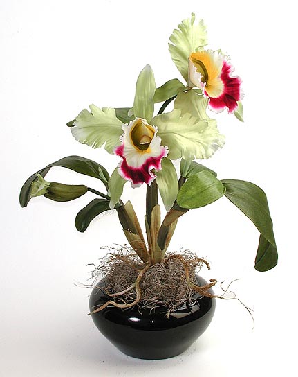 Silk Orchid Plant